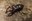 stag-beetle-383984_1920.jpg