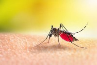 Accertato caso di Dengue da parte degli organi sanitari