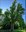 Alberi monumentali 2.jpg