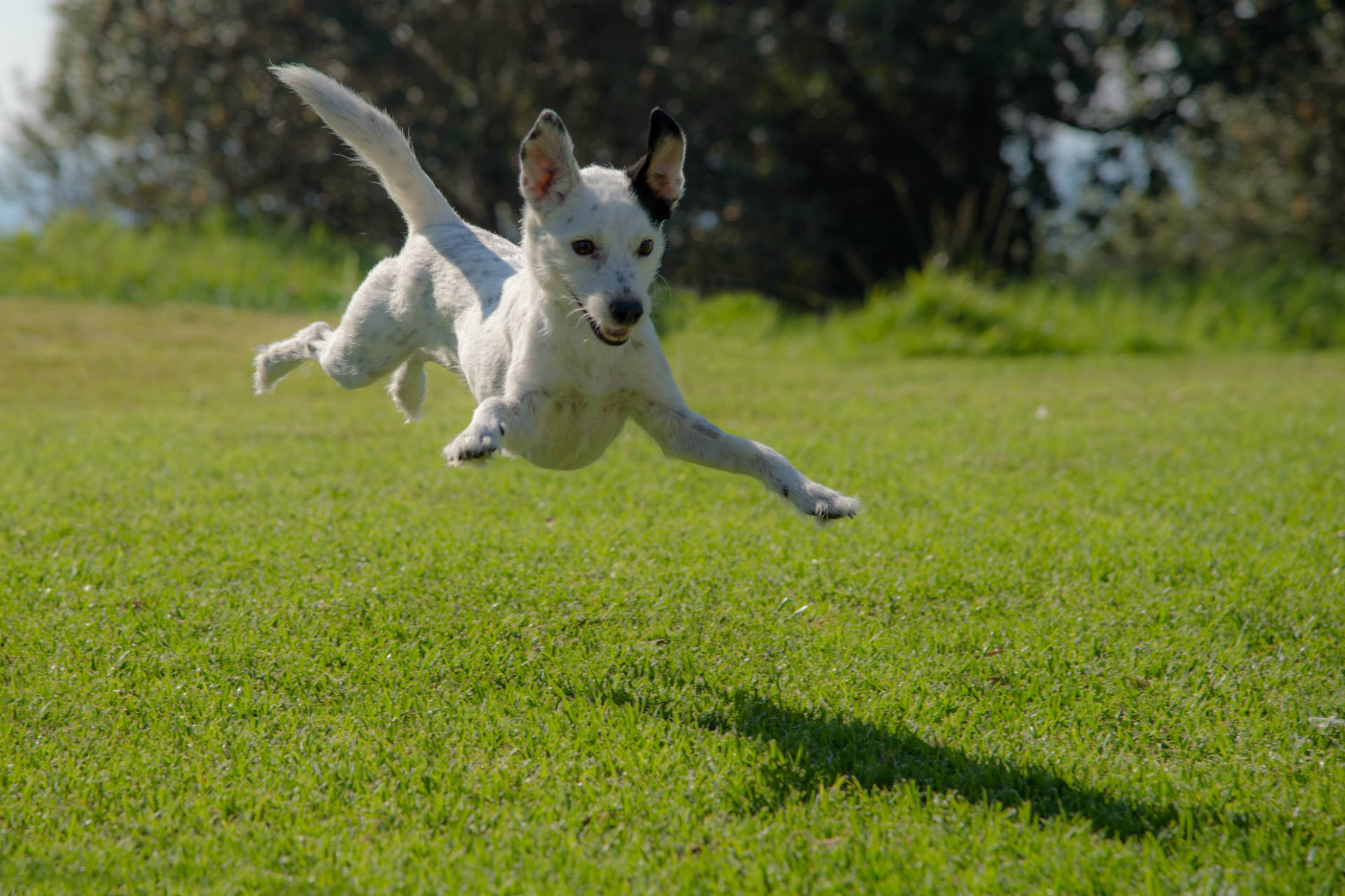 dog-jumping