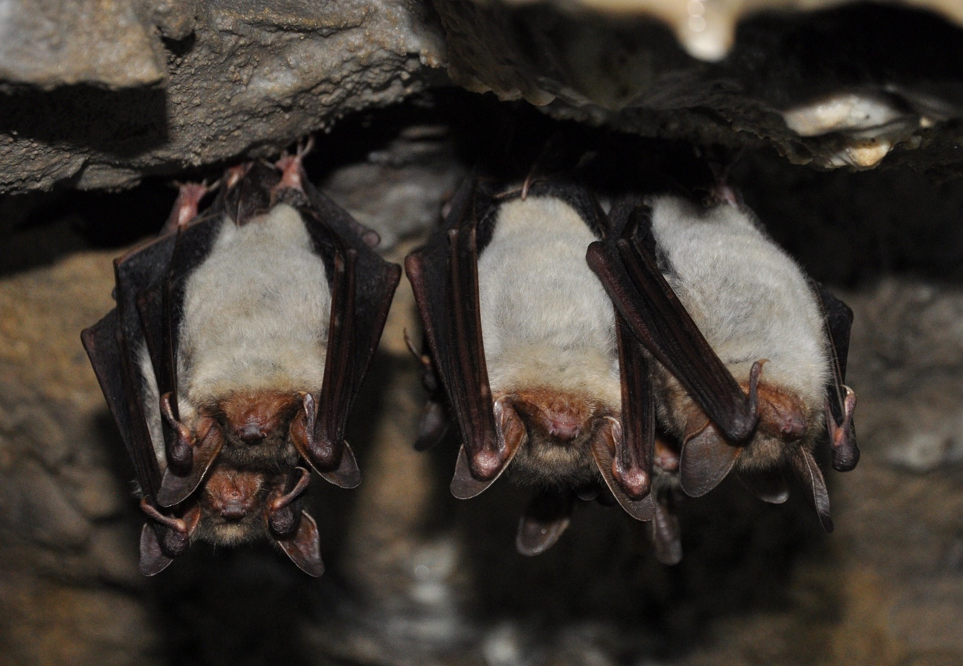 colonia pipistrelli.jpg