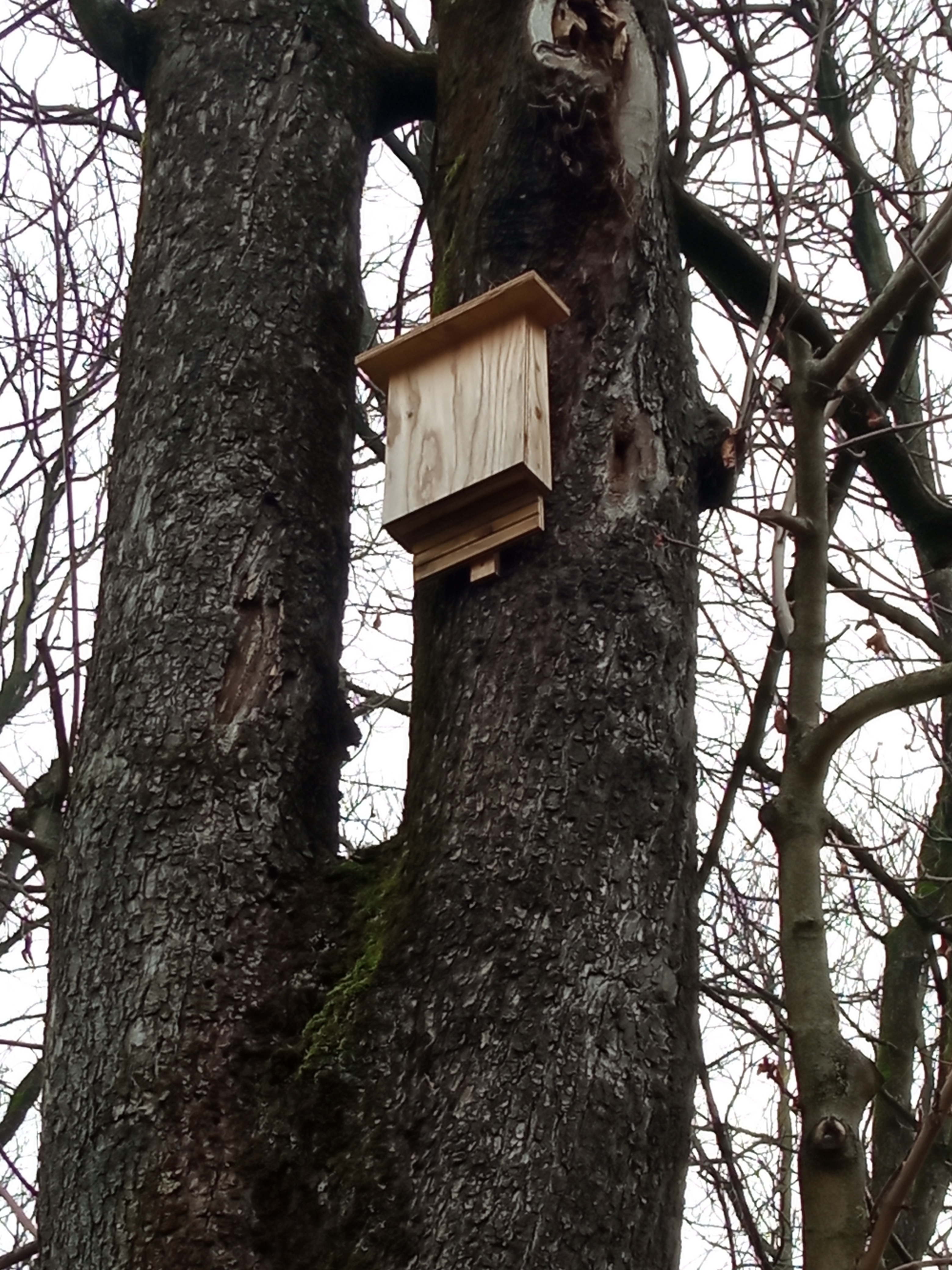 bat box.png