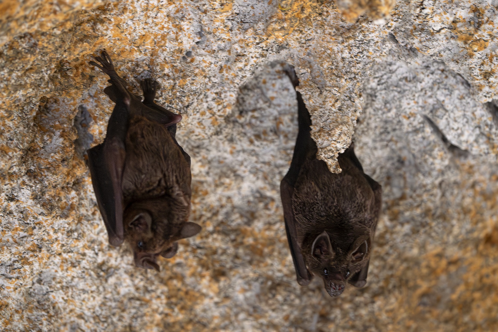 pipistrello primo piano.jpg