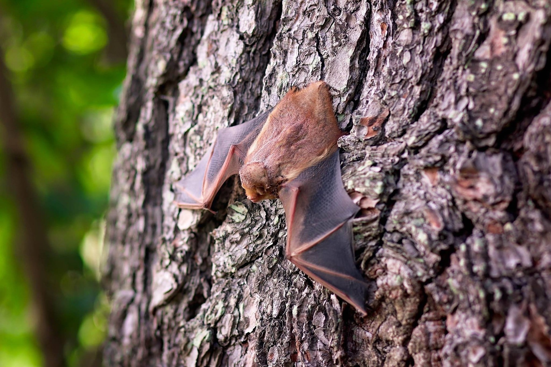 pipistrello su tronco.jpg