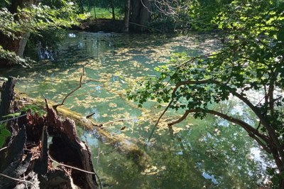 Biodiversità urbana: al via la consultazione sui Fontanili di Beneceto e San Donato