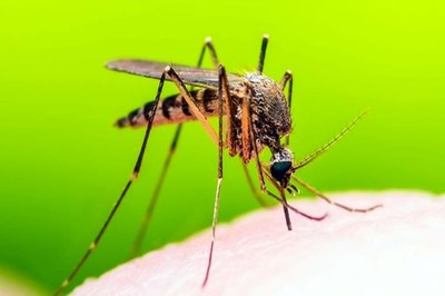 Caso di Dengue a Corcagnano. Avviate le operazioni di disinfestazione