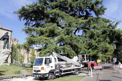 Interventi di tutela sugli alberi monumentali di Piazzale della Pace