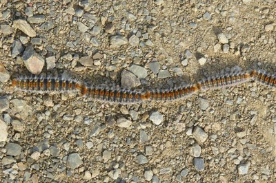 Processionaria del pino