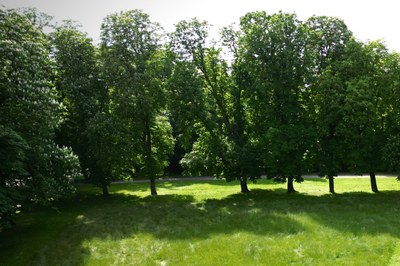 Prosegue il piano Parma Città Verde: 650 nuovi alberi nel 2025