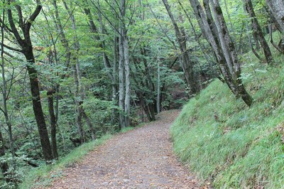 Sostegno alle foreste dell’Appennino e lotta al cambiamento climatico.