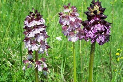 Tutela delle orchidee spontanee